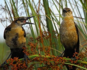 Bird Squawking at Bird