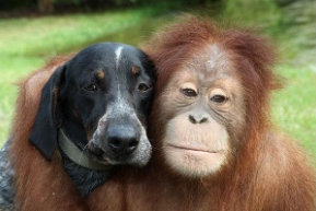 dog & orangutan