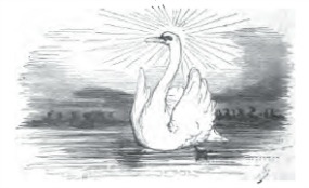 Swan