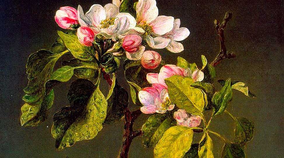 heade_apple_blossoms