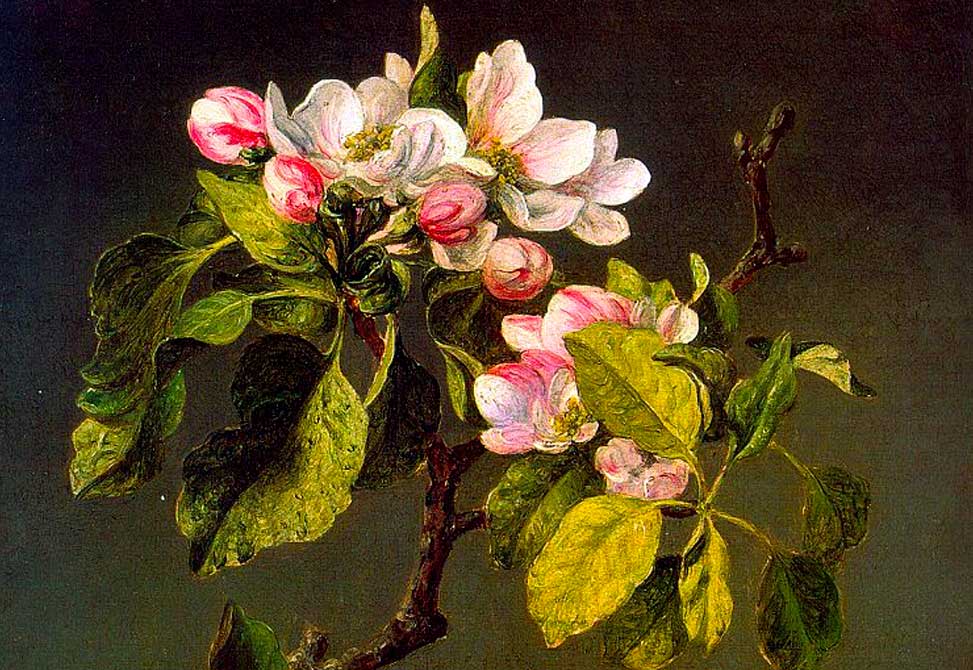 Heade, Apple Blossoms