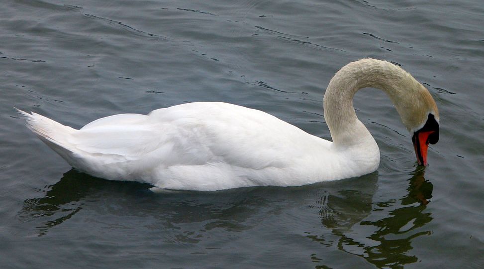 swan