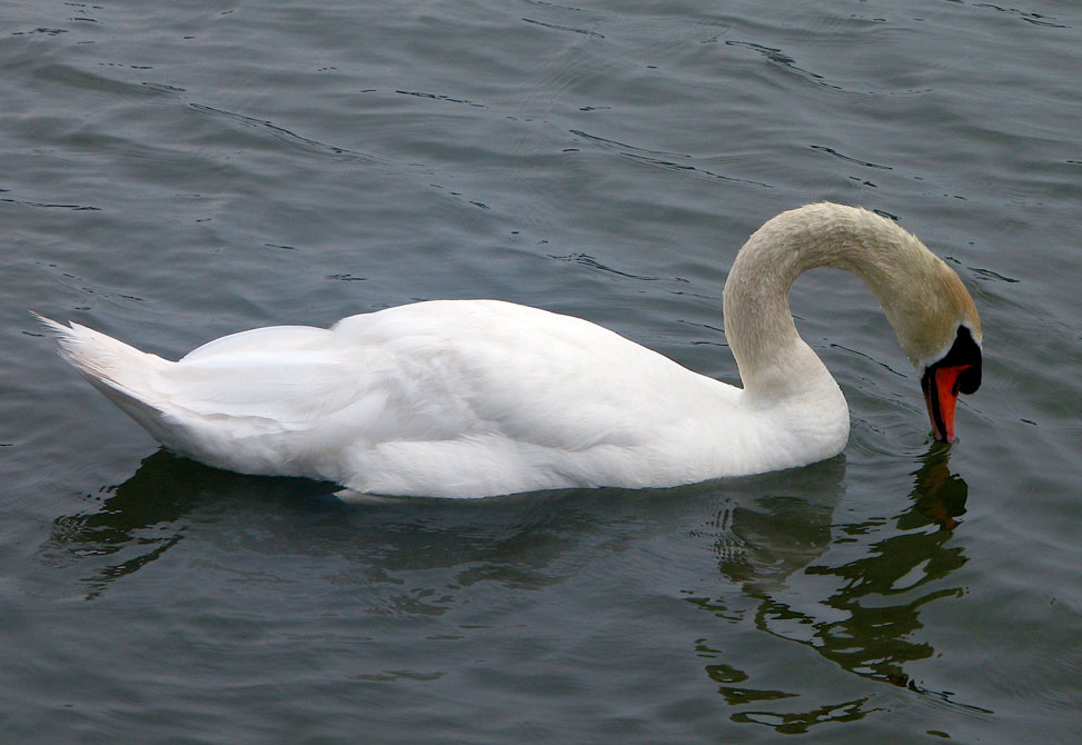 Scrumshus, Swan